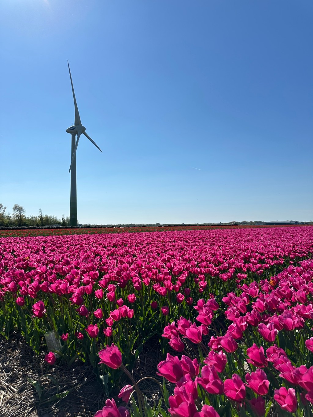 Netherlands – Day 8 – Amsterdam, Schagen, Bergen,&nbsp;Callentsoog